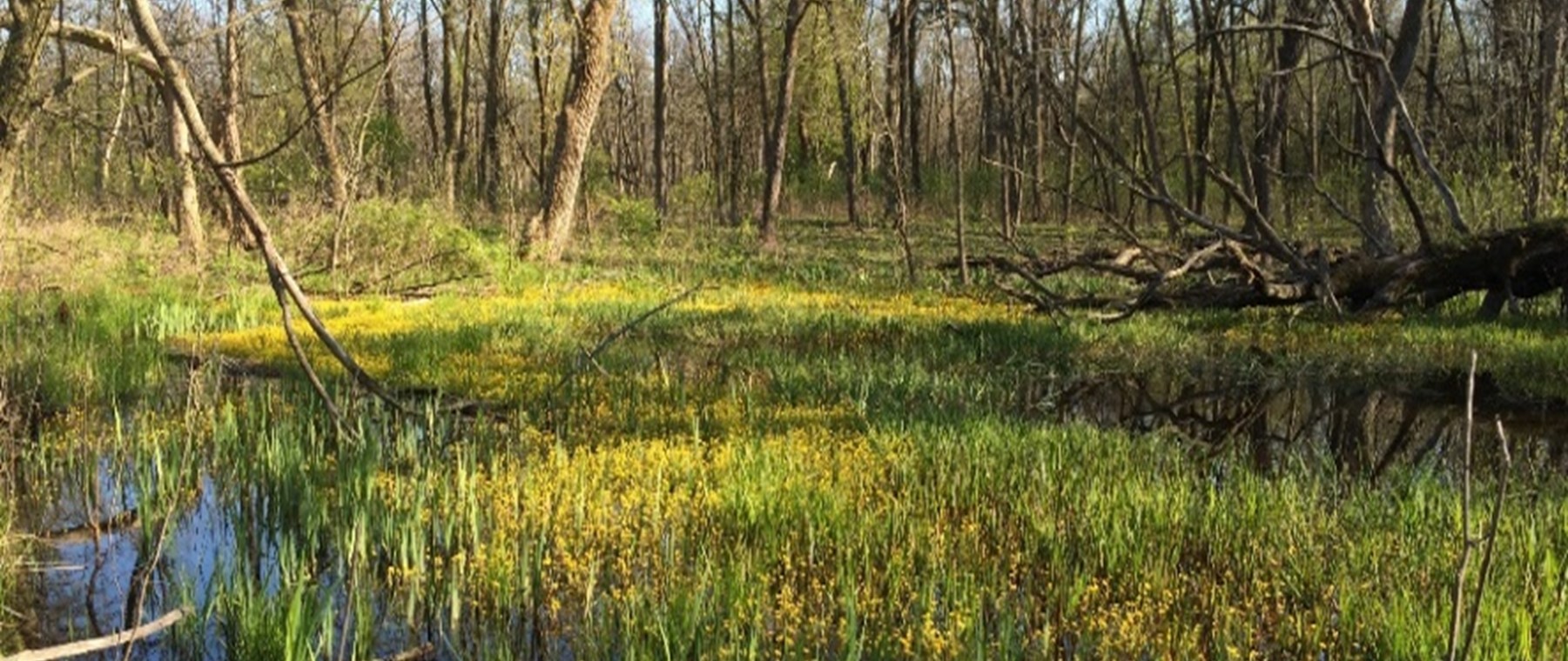 A wooded wetland scene with shallow standing water, dense green vegetation, and bright yellow flowering plants in the foreground. Bare trees and fallen logs are visible throughout the wetland, indicating early spring conditions.