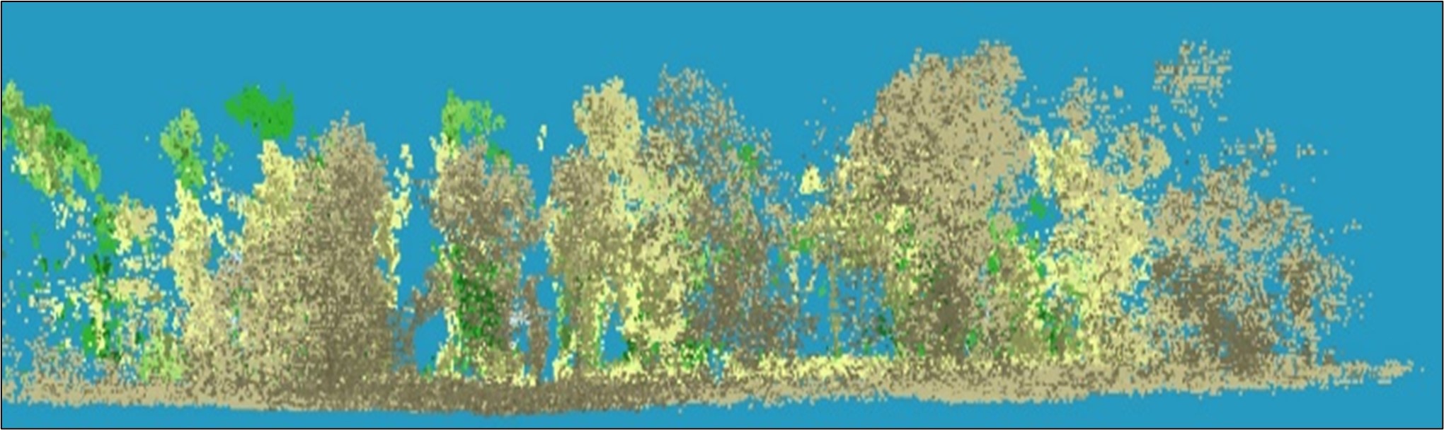 Side-view LiDAR point cloud of a forested area, showing trees represented by dense dots in shades of tan, green, and yellow against a bright blue background. The point cloud captures tree height variation and canopy structure across the stand.