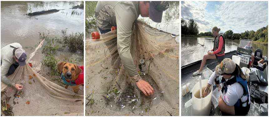Three photos of field sampling for fish and water quality. Left: A person kneels on a riverbank sorting fish collected in a seine net, with a dog wearing a red vest nearby. Middle: A close-up of a person examining small fish caught in the seine net. Right: Two researchers work from a small boat; one collects water samples while the other operates equipment, with a river and trees in the background.