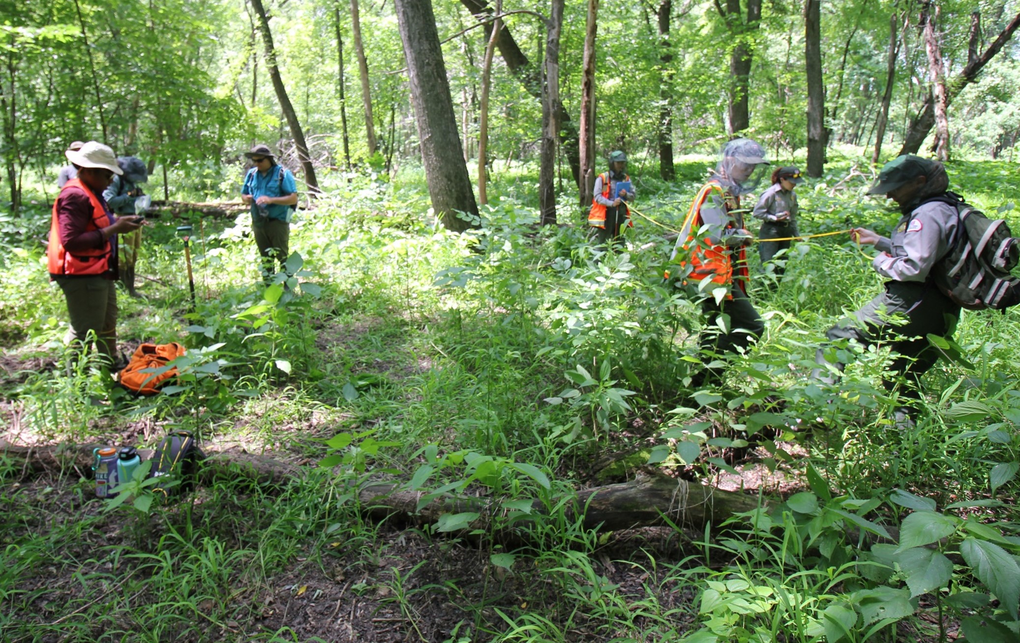 A group of field scientists working in a dense, green forest understory. Several people wearing safety vests, hats, and mosquito netting measure vegetation using tapes and GPS equipment. Backpacks, water bottles, and gear are placed on the ground among lush plants and young saplings.