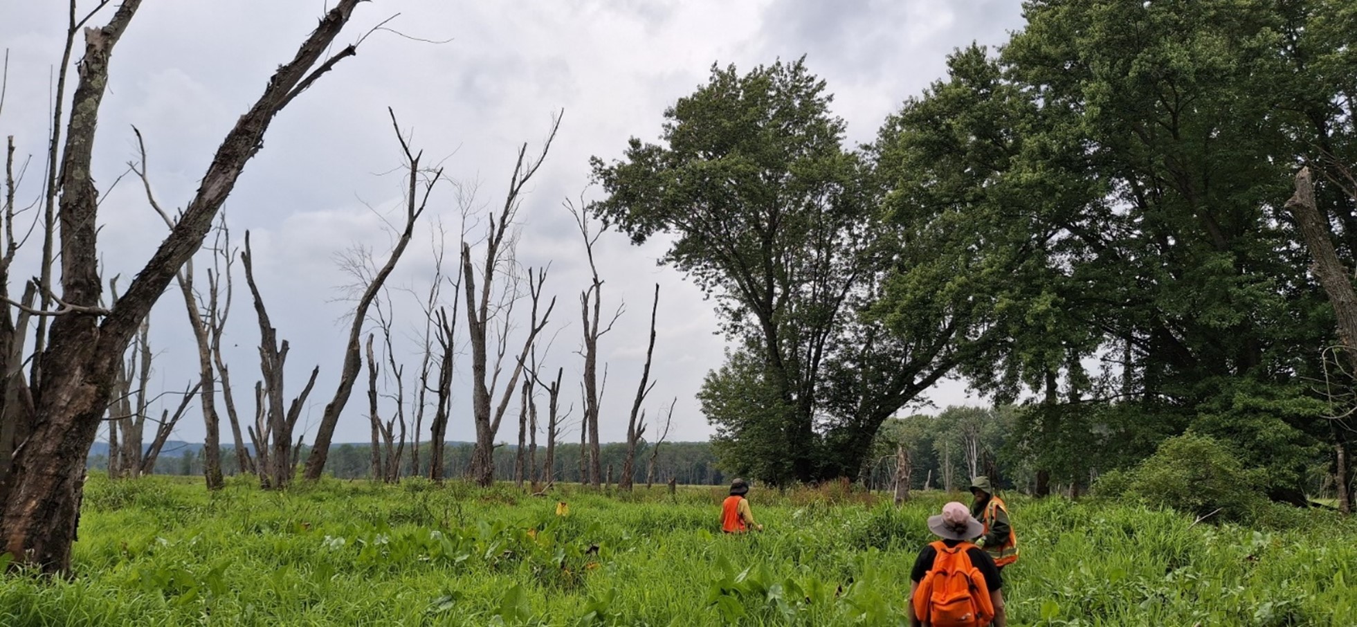 Field crew walking through a wetland with tall grasses and scattered standing dead trees. Three people in orange safety vests and backpacks move through the dense vegetation under overcast skies, with a forested area in the background.