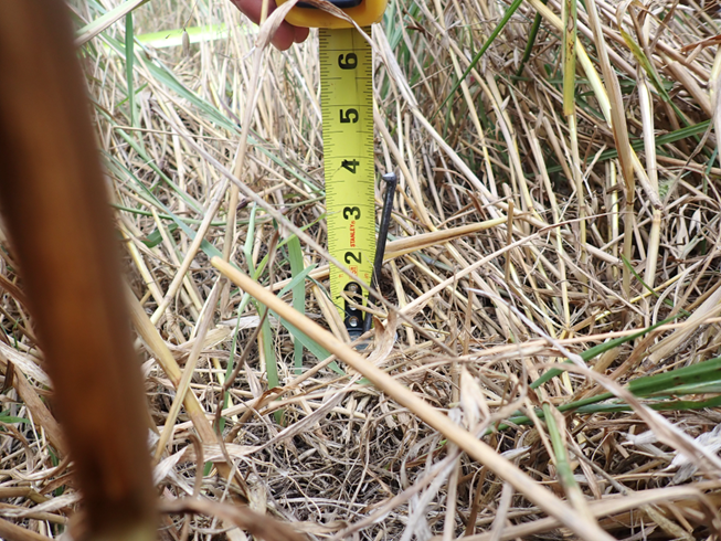 Close-up of a measuring tape being held vertically among dry, straw-like vegetation. The tape shows a height of about 2.5 inches, indicating ground cover depth.