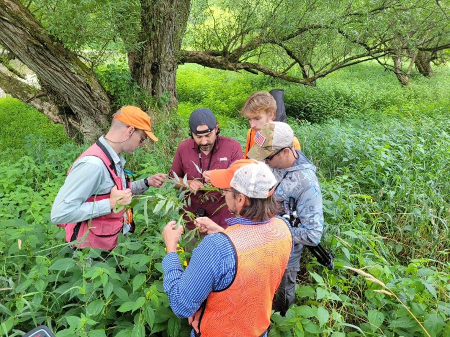 A small group of field scientists in dense riverside vegetation examining plant leaves together. They wear safety vests, hats, and backpacks. Large willow trees arch overhead, creating a shaded workspace.