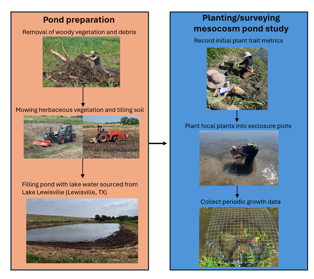 Two-column workflow diagram illustrating preparation and setup of a mesocosm pond study. Left column (Pond preparation): images show removal of woody debris, mowing vegetation, tilling soil, and a pond being filled with lake water. Right column (Planting/surveying): images show researchers recording plant traits, planting focal plants into underwater exclosure cages, and collecting periodic growth data.