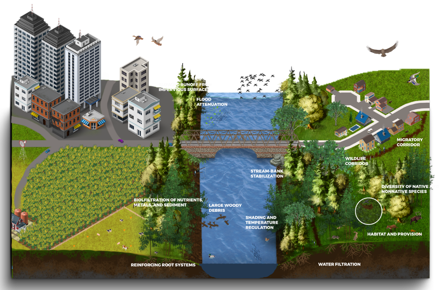 Illustration of a mixed urban–agricultural–forest landscape showing ecological functions provided by riparian zones. Labels identify benefits including slowing runoff from impervious surfaces, flood attenuation, streambank stabilization, shading and temperature regulation, large woody debris, biofiltration of nutrients and sediment, reinforcing root systems, wildlife and migratory corridors, habitat provision, and diversity of native and nonnative species. The central river flows beneath a bridge, with adjacent residential, urban, agricultural, and forested areas.