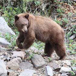 Image of a Black Bear