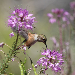Image of a Broad-Tailed Hummingbird