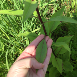 Image of leaves