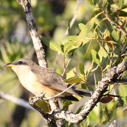 Mangrove Cuckoo Image
