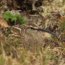 Image of a Nesting Curlew