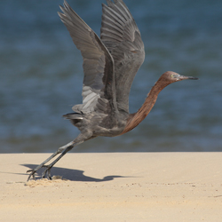 Image of a Reddish Egret