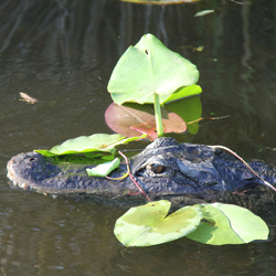 Image of an Alligator at Homestead