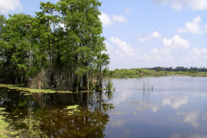 Photo of Arthur R. Marshall Loxahatchee National Wildlife Refuge, courtesy of Shawn B. Komlos. Trees grow surrounded by water and algae with clouds reflecting on the water.