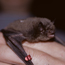 Caption – Threatened and endangered bat <br>
							      	PI/Photographer Name – E Britzke <br>
							      	Project Title - EMRRP “Federally-listed bat species response to invasive vegetation control in forest stands” <br>
							      	Country/Region/State/County/Town/GIS Coordinates –  <br>
							      	Landform/Landscape Setting –  <br>
							      	Primary Subject Category - Fauna <br>
							      	Secondary Subject Category - Bats, Mammal <br>
							      	Other Information – White nose syndrome, TES, land management impacts on endangered bats
							      	