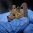 Caption – Lesser long-nose bat <br>
							      	PI/Photographer Name – E Britzke <br>
							      	Project Title - EMRRP “Federally-listed bat species response to invasive vegetation control in forest stands” <br>
							      	Country/Region/State/County/Town/GIS Coordinates – US/Southwest <br>
							      	Landform/Landscape Setting – Semi-arid grassland, scrub or forest (below about 1800 ft) <br>
							      	Primary Subject Category - Fauna <br>
							      	Secondary Subject Category - Bats, Mammal <br>
							      	Other Information – aka Sanborn’s long-nosed bat or Mexican long-nosed bat. Kingdom: Animalia, Phylum: Chordata, Class: Mammalia, Order: Chiroptera, Family: Phyllostomidae, Genus: <em>Leptonycteris</em>, Species: <em>L. yerbabuenae</em>. Binomial name: <em>Leptonycteris yerbabuenae</em>.
							      	