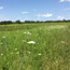 Caption – Galloping Prairie <br>
							      	PI/Photographer Name – B Herman <br>
							      	Project Title - None <br>
							      	Country/Region/State/County/Town/GIS Coordinates – US/Midwest/Spring Creek Valley Forest Preserve, Barrington Hills, IL <br>
							      	Landform/Landscape Setting – Prairie, Grassland <br>
							      	Primary Subject Category - Landscape, flora <br>
							      	Secondary Subject Category - Prairie grasses, prairie flowers <br>
							      	Other Information – 
							      	