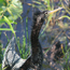 Caption – Anhinga - Everglades National Park <br>
							      	PI/Photographer Name – J Jung <br>
							      	Project Title - None <br>
							      	Country/Region/State/County/Town/GIS Coordinates – US, Southeast, FL, Homestead <br>
							      	Landform/Landscape Setting – Aquatic, Wetland <br>
							      	Primary Subject Category - Fauna <br>
							      	Secondary Subject Category - Waterbird <br>
							      	Other Information – April 2017 Environmental Research Area Review Group (ERARG) Meeting Field Trip aka snakebird, darter, American darter, water turkey