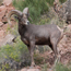 Caption – Bighorn Sheep <br>
							      	PI/Photographer Name – J Jung <br>
							      	Project Title - None <br>
							      	Country/Region/State/County/Town/GIS Coordinates – US/Rocky Mountains <br>
							      	Landform/Landscape Setting – Alpine/Mountain/ Valley/ Meadow/ Desert <br>
							      	Primary Subject Category - Fauna <br>
							      	Secondary Subject Category - Mammal <br>
							      	Other Information – Phylum: Chordata, Class: Mammalia, Order: Artiodactyla, Family: Bovidae, Genus: <em>Ovis</em>