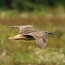 Caption – Bristle-thighed Curlew <br>
							      	PI/Photographer Name – J Jung <br>
							      	Project Title - None <br>
							      	Country/Region/State/County/Town/GIS Coordinates – US/Non-Contiguous/Alaska <br>
							      	Landform/Landscape Setting – Tundra, Dwarf-shrub Meadow <br>
							      	Primary Subject Category - Fauna <br>
							      	Secondary Subject Category - Shorebird <br>
							      	Other Information – Sandpiper family, Kingdom: Animalia, Phylum: Chordata, Class: Aves, Order: Charadriiformes, Family: Scolopacidae, Genus: <em>Numenius</em>, Scientific Name: <em>Numenius tahitiensis.</em>