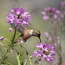 Caption – Broad-tailed Hummingbird <br>
							      	PI/Photographer Name – J Jung <br>
							      	Project Title - None <br>
							      	Country/Region/State/County/Town/GIS Coordinates – US/Rocky Mountains/Mountain West <br>
							      	Landform/Landscape Setting – Mountain meadow, high meadow, mountain meadow, forest <br>
							      	Primary Subject Category - Fauna <br>
							      	Secondary Subject Category - Hummingbird <br>
							      	Other Information – Kingdom: Animalia, Phylum: Chordata, Class: Aves, Order: Apodiformes, Family: Trochilidae, Genus: <em>Selasphorus</em>, Scientific name: <em>Selasphorus platycercus.</em>
							      	
