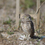 Caption – Burrowing Owl <br>
							      	PI/Photographer Name – J Jung <br>
							      	Project Title - None <br>
							      	Country/Region/State/County/Town/GIS Coordinates – US/Southeast/Florida/Cape Coral <br>
							      	Landform/Landscape Setting – Open grassland, prairies, rangeland/farmland, agricultural, open, dry areas with low vegetation (airports, golf courses, vacant lots, industrial parks) <br>
							      	Primary Subject Category - Fauna <br>
							      	Secondary Subject Category - Owl <br>
							      	Other Information – Kingdom: Animalia, Phylum: Chordata, Class: Aves, Order: Strigiformes, Family: Strigidae, Genus: <em>Athene</em>,  Scientific name: <em>Athene cunicularia.</em> Threatened/endangered in some areas. 
							      	