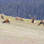 Caption – Rocky Mountain Elk <br>
							      	PI/Photographer Name – J Jung <br>
							      	Project Title - None <br>
							      	Country/Region/State/County/Town/GIS Coordinates – US/Rocky Mountains/Colorado <br>
							      	Landform/Landscape Setting – Wooded, sheltered valley, forest, forest edge, semi-desert <br>
							      	Primary Subject Category - Fauna <br>
							      	Secondary Subject Category - Elk, Mammal <br>
							      	Other Information – aka Wapiti; largest species in deer family, Cervidae; one of largest mammals in North America; Kingdon: Animalia, Phylum: Chordata, Class: Mammalia, Order: Artiodactyla, Suborder: Ruminantia, Family: Cervidae, Subfamily: Cervinae, Genus: <em>Cervus</em>, Scientific name: <em>Cervus canadensis.</em>
							      	