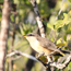 Caption – Mangrove Cuckoo <br>
							      	PI/Photographer Name – J Jung <br>
							      	Project Title - None <br>
							      	Country/Region/State/County/Town/GIS Coordinates – US/Southeast/Florida/Miami-Dade/Homestead <br>
							      	Landform/Landscape Setting – Mangrove swamp, scrubby woods, hammocks <br>
							      	Primary Subject Category - Fauna <br>
							      	Secondary Subject Category - Passerine <br>
							      	Other Information – Kingdom: Animalia, Phylum: Chordata, Class: Aves, Order: Cuculiformes, Family: Cuculidae, Genus: <em>Coccyzus</em>, Scientific name: <em>Coccyzus minor</em>.  
							      	