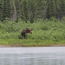 Caption – Moose <br>
							      	PI/Photographer Name – J Jung <br>
							      	Project Title - None <br>
							      	Country/Region/State/County/Town/GIS Coordinates – US/ Non-Contiguous, Alaska <br>
							      	Landform/Landscape Setting – Riverine, Shoreline, Boreal Forest, Broadleaf and mixed forest <br>
							      	Primary Subject Category - Fauna <br>
							      	Secondary Subject Category - Moose, Mammal <br>
							      	Other Information – Kingdom: Animalia, Phylum: Chordata, Class: Mammalia, Order: Artiodactyla, Family: Cervidae, Subfamily: Capreolinae, Genus: <em>Alces</em>, Scientific name: <em>Alces alces</em>
							      	