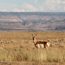 Caption – Pronghorn <br>
							      	PI/Photographer Name – J Jung <br>
							      	Project Title - None <br>
							      	Country/Region/State/County/Town/GIS Coordinates – US/Rocky Mountains/Colorado <br>
							      	Landform/Landscape Setting – Grasslands, Western Prairie <br>
							      	Primary Subject Category - Fauna <br>
							      	Secondary Subject Category - Mammal <br>
							      	Other Information – Kingdom: Animalia, Phylum: Chordata, Class: Mammalia, Order: Artiodactyla, Family: Antilocapridae, Subfamilly: Antilocaprinae, Tribe: Antilocaprini, Genus: <em>Antilocapra</em>, Scientific Name: <em>Antilocapra americana (A. americana)</em>, Five subspecies – three of which are considered endangered in all or part of their ranges (<em>A. a. sonoriensis, A. a. peninsularis</em> and <em>A. a. mexicana</em>). 
							      	
