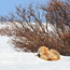 Caption – Red Fox <br>
							      	PI/Photographer Name – J Jung <br>
							      	Project Title - None <br>
							      	Country/Region/State/County/Town/GIS Coordinates – US/ Non-Contiguous/Alaska <br>
							      	Landform/Landscape Setting – Nulato Hills, Tundra <br>
							      	Primary Subject Category - Fauna <br>
							      	Secondary Subject Category - Fox, Mammal <br>
							      	Other Information – Kingdom: Animalia, Phyllum: Chordata, Class: Mammalia, Order: Carnivora, Family: Canidae, Genus: <em>Vulpes</em>, Scientific name: <em>Vulpes vulpes<e/m>.
							      	