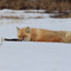 Caption – Red Fox <br>
							      	PI/Photographer Name – J Jung <br>
							      	Project Title - None <br>
							      	Country/Region/State/County/Town/GIS Coordinates – US/ <br>
							      	Landform/Landscape Setting – Nulato Hills, Tundra <br>
							      	Primary Subject Category - Fauna <br>
							      	Secondary Subject Category - Fox, Mammal <br>
							      	Other Information – Kingdom: Animalia, Phyllum: Chordata, Class: Mammalia, Order: Carnivora, Family: Canidae, Genus: <em>Vulpes</em>, Scientific name: <em>Vulpes vulpes<e/m>.
							      	